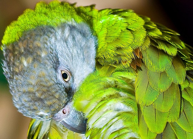 Senegal-Papageien
